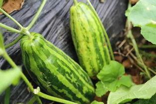 吃瓜的暗意,揭秘“吃瓜群众”背后的真相与趣味